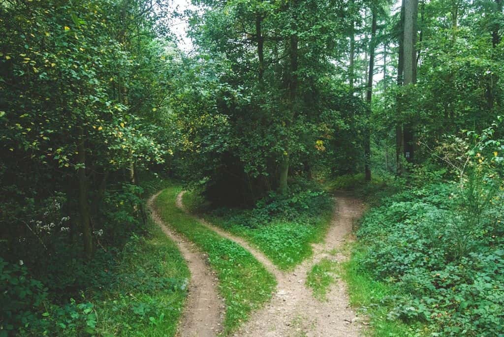 Two forest paths diverging between tall trees, evoking a choice between options.